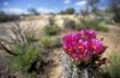 Spring is the season when the desert blooms